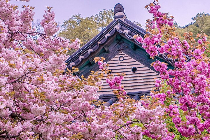 Suwon Hwaseon & King Cherry Blossom Gakwonsa & Flower Festival - Photo 1 of 7